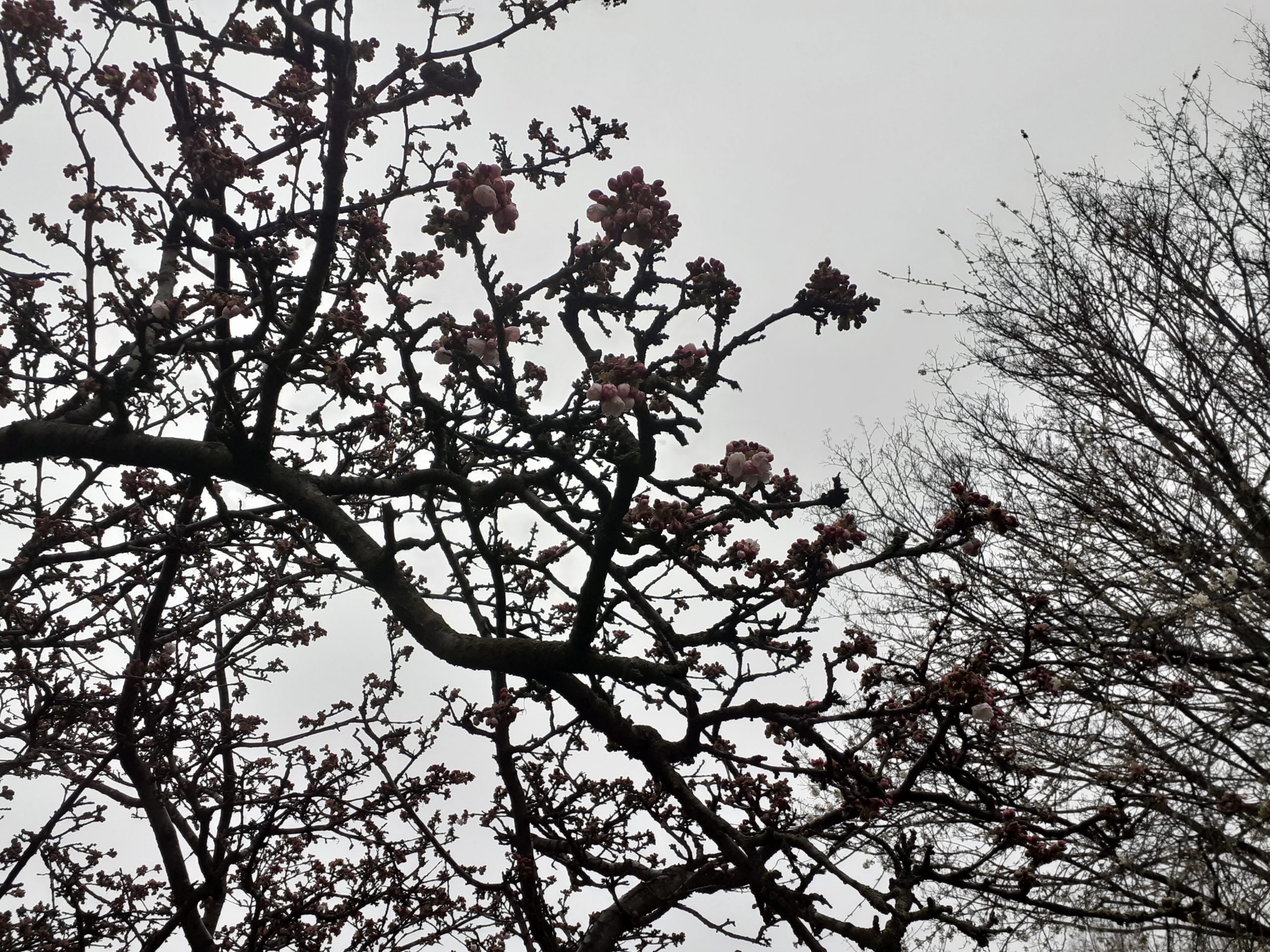 a few cherry blossom buds on bare branches of a blossom tree against a grey sky