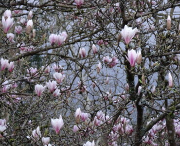Magnolia tree with purple and pink flowers in bloom