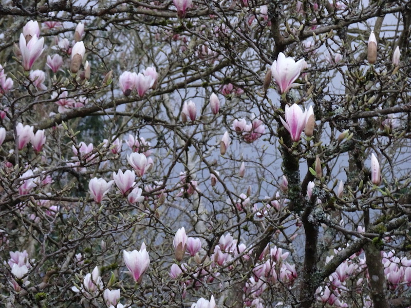Magnolia tree with purple and pink flowers in bloom
